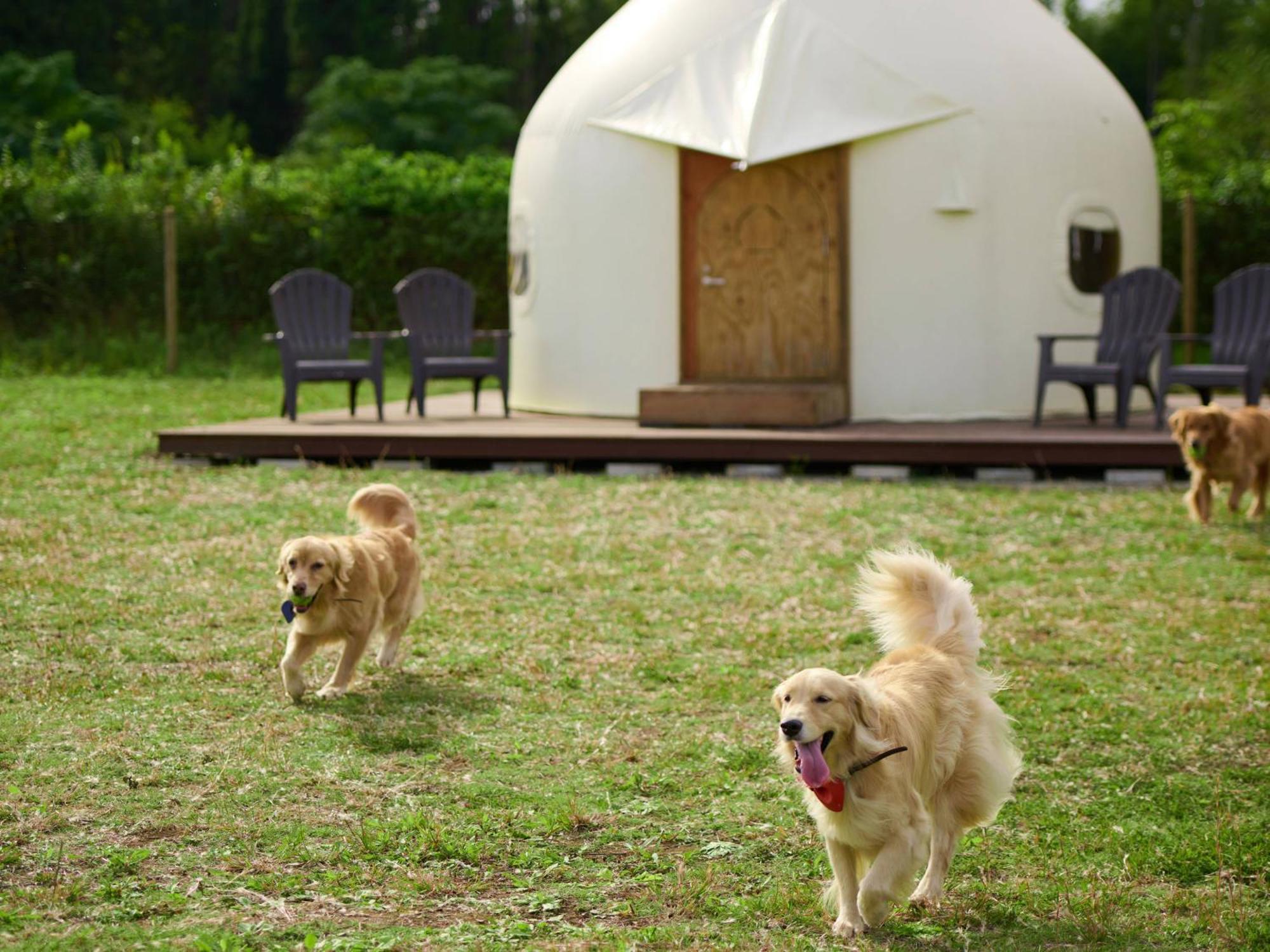 Hotel Koyaru-No-Sato Doggys Island à Yachimata Extérieur photo